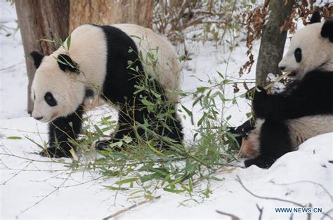 Panda Twins At Zoo Vienna To Return To China
