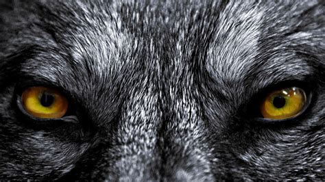 Wolf Eyes Wallpapers Top Free Wolf Eyes Backgrounds Wallpaperaccess