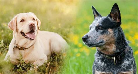 Labraheeler Australian Cattle Dog Lab Mix Dog Info And Facts