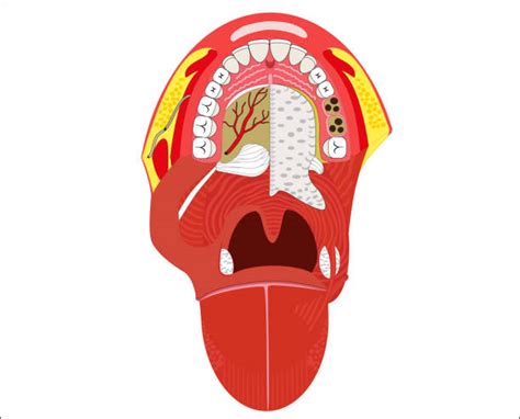 50 Anatomy Of Tonsils Cartoons Stock Illustrations Royalty Free