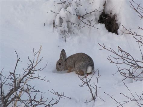 Snow Bunny A Mountain Cottontail Rabbit Near Its Snow