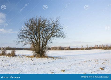 Beautiful Tree On A Snowy Field Stock Image Image Of White Beautiful