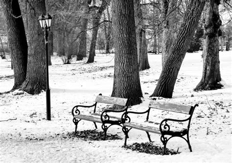 무료 이미지 나무 자연 숲 눈 감기 겨울 검정색과 흰색 목재 서리 공원 날씨 램프 단색화 시즌 평온