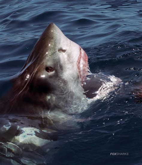 Imax 2023 Rodney Fox Shark Expeditions