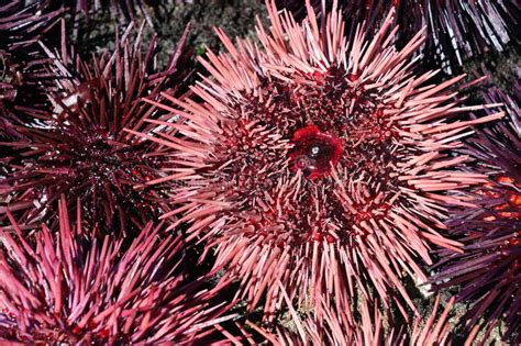 Pink And Purple Sea Urchins Stock Image Image Of Colorful