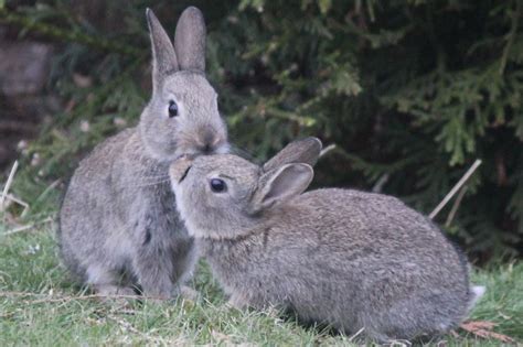 Animals And Kids Wild Rabbits