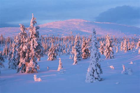 Canvas Print Of Snow Covered Winter Landscape At Sunset Lapland Print