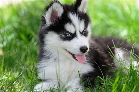 If you ever seen a husky, then you know they are awesome! Cute Little Husky Puppy Picture ... 0260