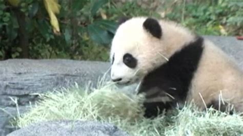 Giant Panda Cub Makes Debut At San Diego Zoo Abc News
