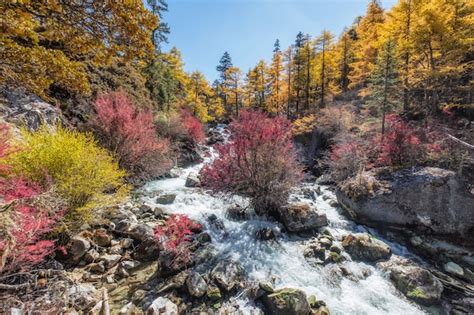 Premium Photo Colorful Waterfall In Pine Forest On Autumn