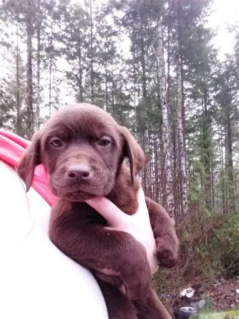 Pictures of parents are posted on this page! Labrador Retriever Puppies in Belfair, Washington