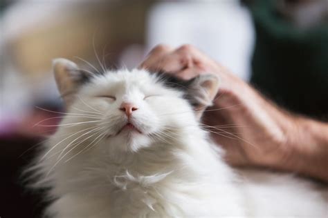 Senior Dementia In Cats 7 Signs Of Feline Senility