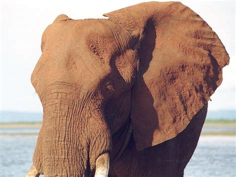 African Elephant Loxodonta Africana 아프리카코끼리 Display Full Image