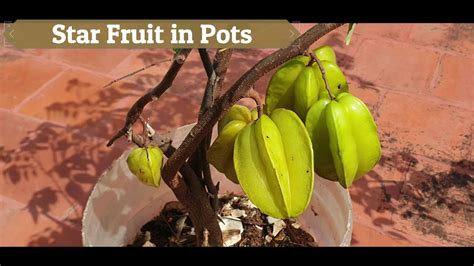 Star Fruit Trees Can Be Grown In Pots Too Star Fruit Plant In Terrace