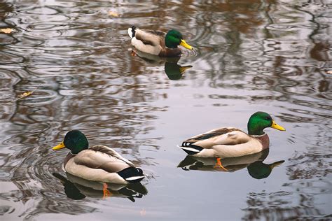 Three Wild Ducks Copyright Free Photo By M Vorel Libreshot