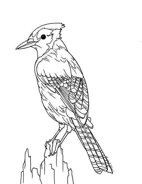 Simple Blue Jay Coloring Page Coloring Pages