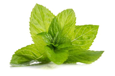 Green Leaves Of Fresh Mint Stock Photo Image Of Tasty 139354786
