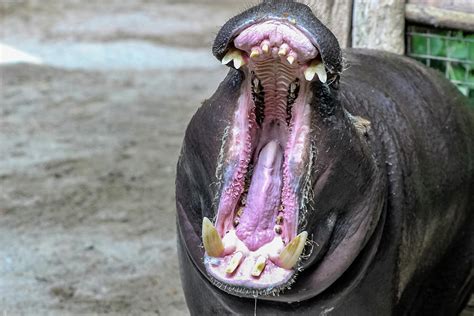 Pygmy Hippo Mouth Open Photograph By Kaleb Kroetsch Pixels