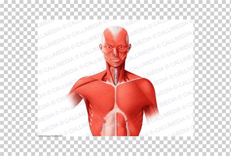 M Sculo Anatom A Humana Cuerpo Humano T Rax Sistema Muscular M Sculos