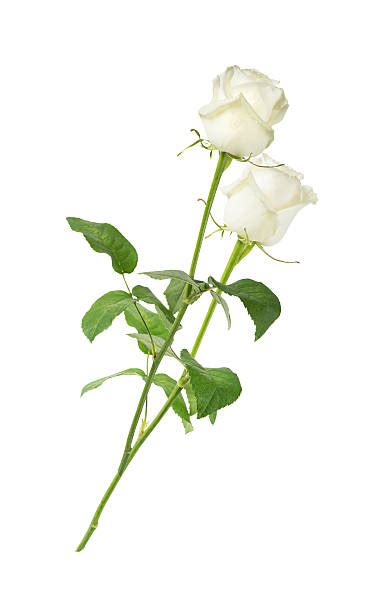 Long Stem White Roses Stock Photos Pictures And Royalty Free Images Istock