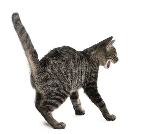 Gato Asustado Foto De Archivo Imagen De Standing Barbas 54902930