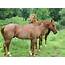 Rusty The Red Roan Stud Horse Registered Name Venture Redeemer 2004 
