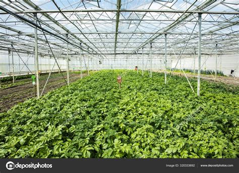 Potato Plantation In A Greenhouse An Artificial Ecosystem For I Stock