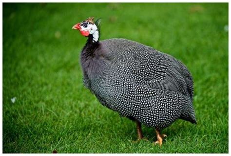 Raising Guinea Fowl All You Need To Know To Do It Right