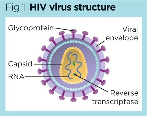 Ide Terbaru Hiv Virus Structure