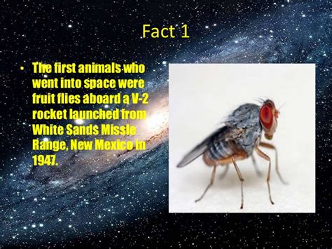 The first living creatures in space were fruit flies, sent up by the americans as an experiment to test the effect of radiation on dna in 1947. Animals who went into space