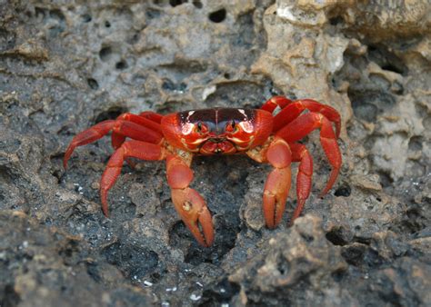 Christmas Island Red Crab Facts