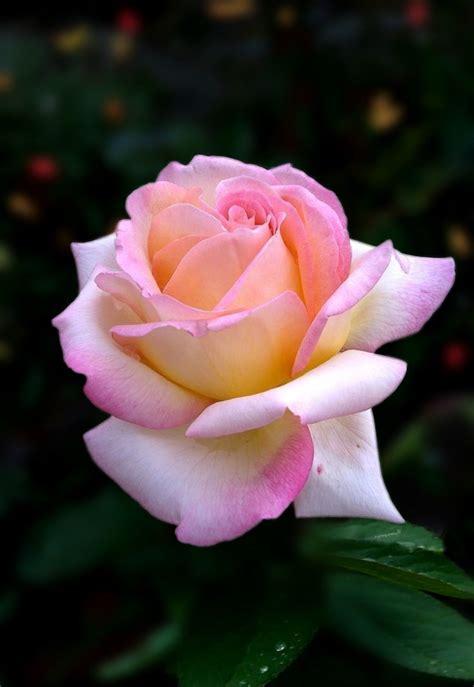 ️♫ Romantic Pink Rose X ღɱɧღ Beautiful Rose Flowers Rose