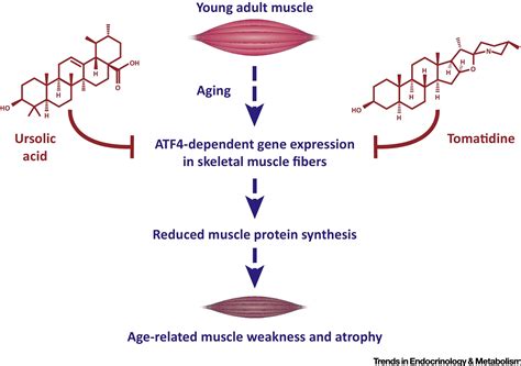 Amino Acid Sensing In Skeletal Muscle Trends In Endocrinology And Metabolism