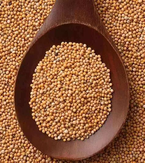 Mustard Seed Benefits And Side Effects Yencomgh