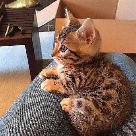 😻we Love Cats And Kittens 😻 Welovecatsandkittens On Instagram