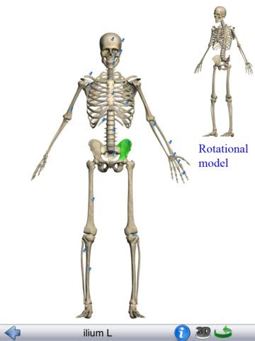 Best fitness apps for android and iphone to stay fit. Visual Anatomy Lite screenshot