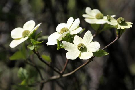 Flowering Dogwood Tree Facts