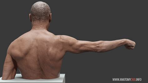 All the muscles on the back side of your body, from your glutes to your lats to your hamstrings and. tumblr_ow6co2rxvD1u3g338o3_1280.gif (1200×675) | 美術解剖学, 人体 ...