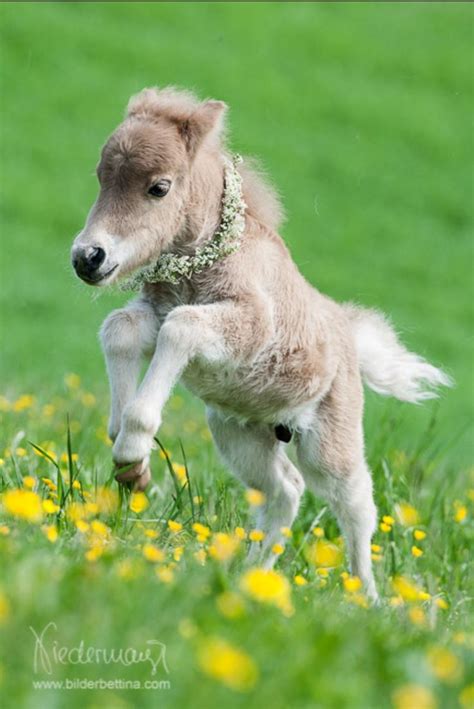 Miniature Horse Foal With A Garland Of Flowers Around Its Neck
