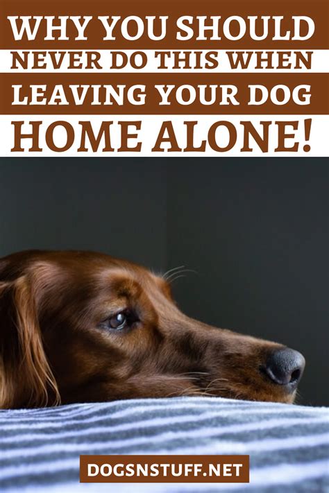 Why You Should Never Do This When Leaving Your Dog Home Alone Dog