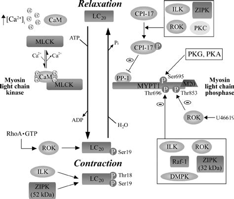 Regulation Of Myosin Light Chain Lc Phosphorylation In Smooth