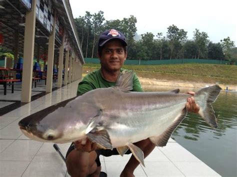 Переглядів 3 тис.7 місяців тому. Hulu Langat Fishing Park & Resort (Kampung Jawa) - 2020 ...