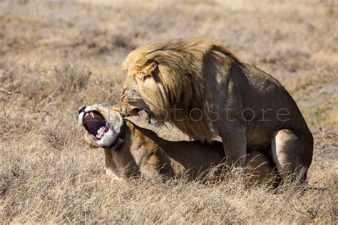 Animal Photography Lions Having Sex Tanzania African Etsy