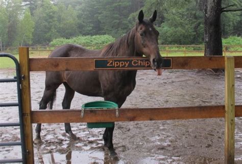 Zippy Chippy The Losingest Racehorse In Thoroughbred Racing History