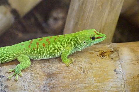 What Do Geckos Eat Complete Feeding Guide With Schedule Pets Hopes