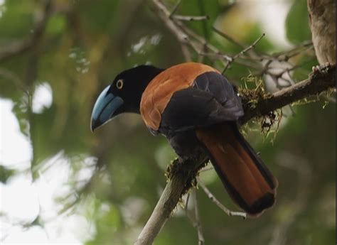 Pin By Mboonyong On Birds 3 Madagascar Bird Animals