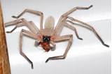 Wood Spider Images