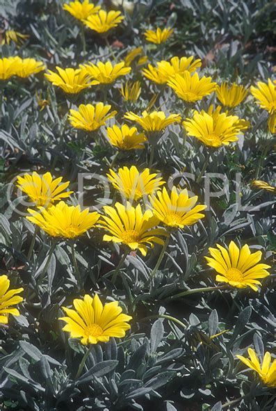 Yellow Gazania Flowers