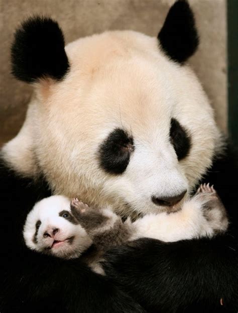 Panda Mom Hugs Her Cub Teh Cute