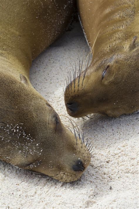 Beyond The Galapagos Up Close With Ecuadors Wildlife International